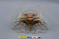 白鬚龍蝦藏品圖，第3張